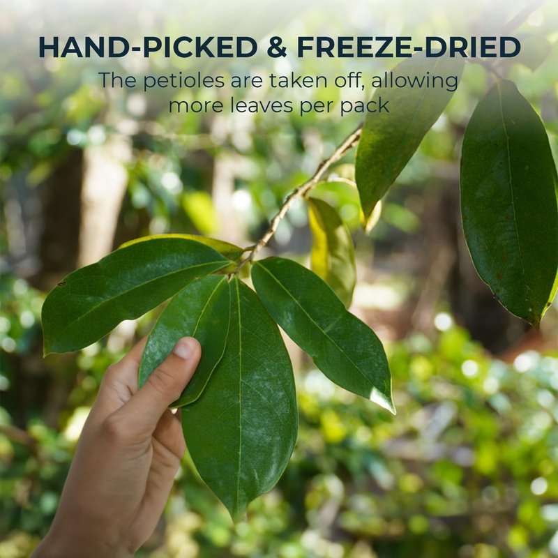 Soursop Leaf Tea โ Up to 350 Dried Whole Leaves, 5.5 oz, Graviola Herbal Tea, Handpicked, Naturally Caffeine Free, Re-Steepable Loose Leaf, Smooth & Refreshing Flavor, Makes 100+ Cups