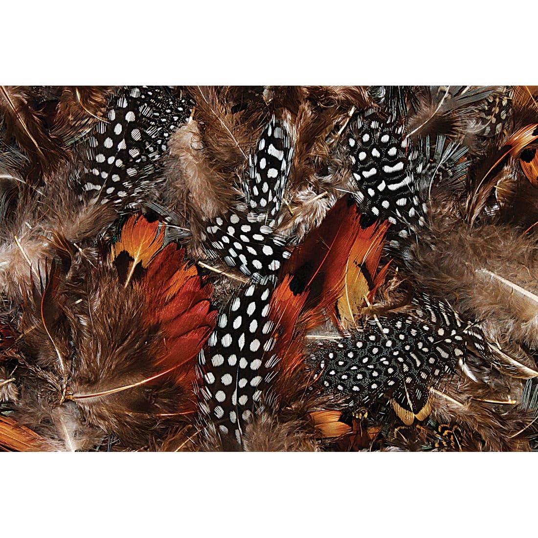 Creativity Street Natural Feathers
