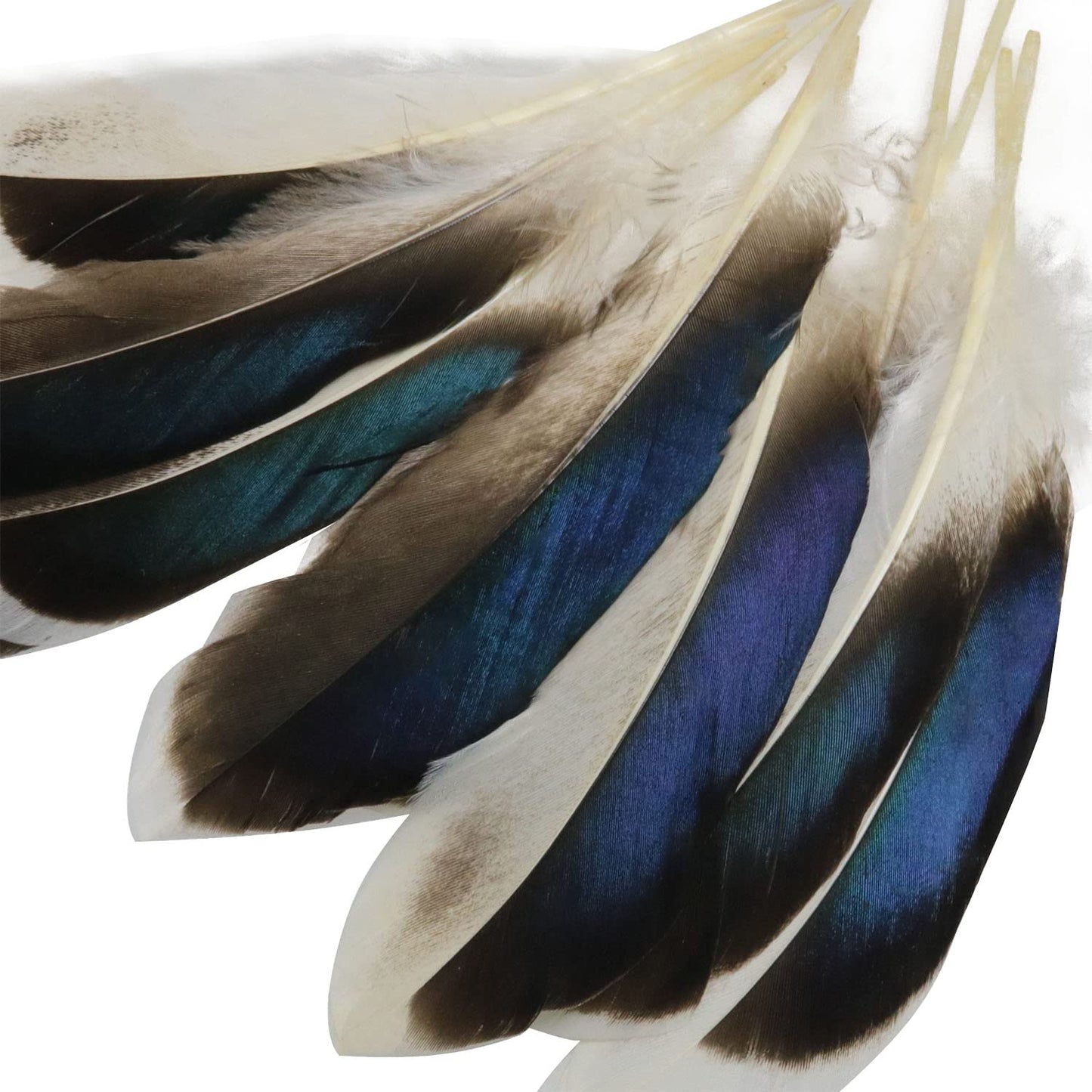 LUORNG 150PCS Duck Feathers, Natural Feather for DIY Craft Art, Decor Feathers for Carnival Halloween Handwork Clothing Costumes Hair Hats Crafts Home Wedding Party Decoration