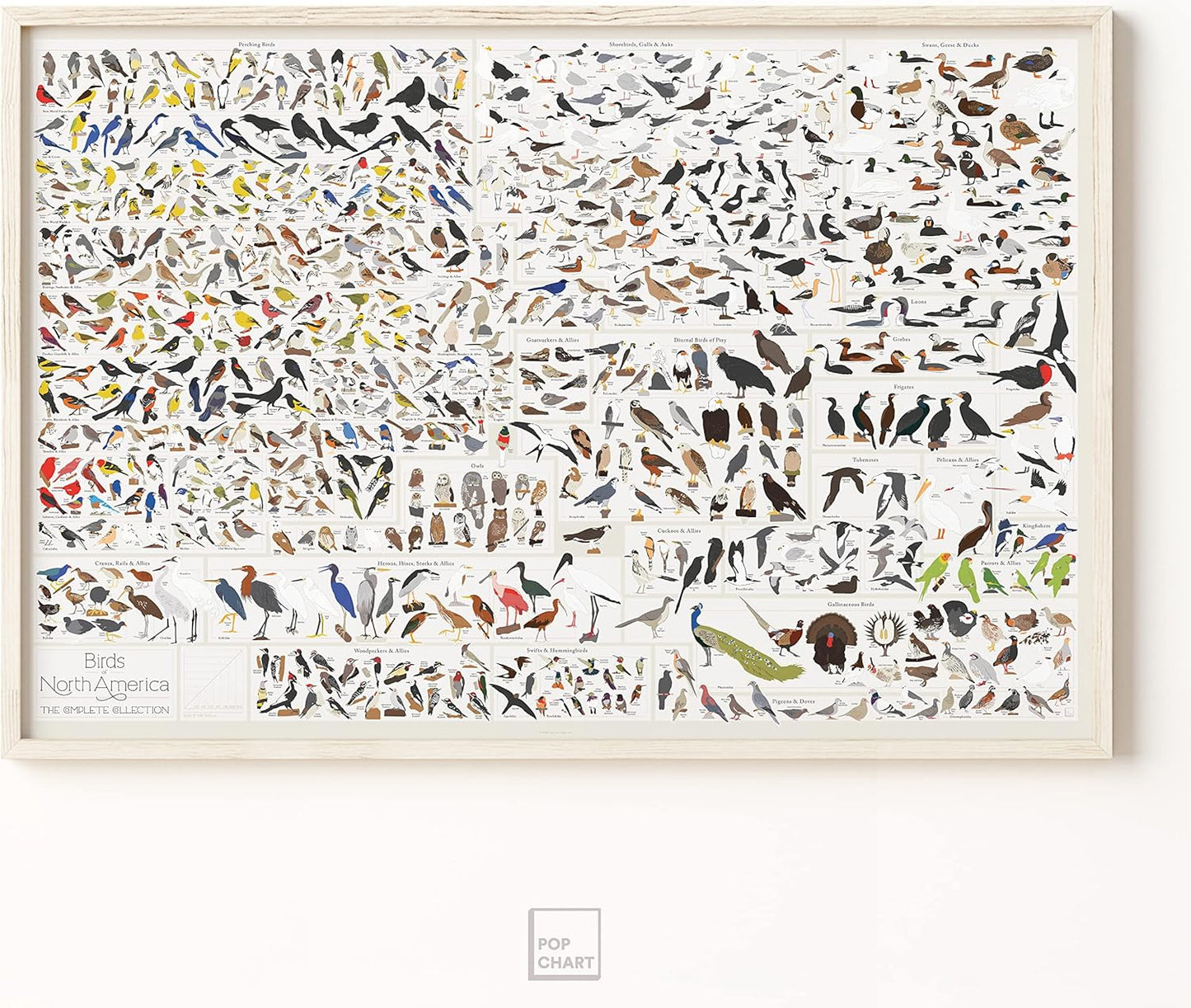 Pop Chart Birds of North America Large-Format Poster, 36" x 24", Illustrated Wall Decor for Nature Lovers