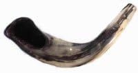 Ram Horn Shofar - 12-14 Inches