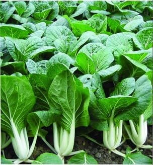HipGirl Fall/Spring-4000+ Stem,10g) Sow in Bok Choy Seeds for Sprouting,Chinese Cabbage Seed