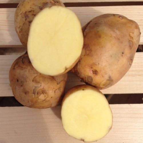wbut2023 (5 Lb) Yukon Gold Potato Seed/Tubers,Yellow-Flesh Standard.