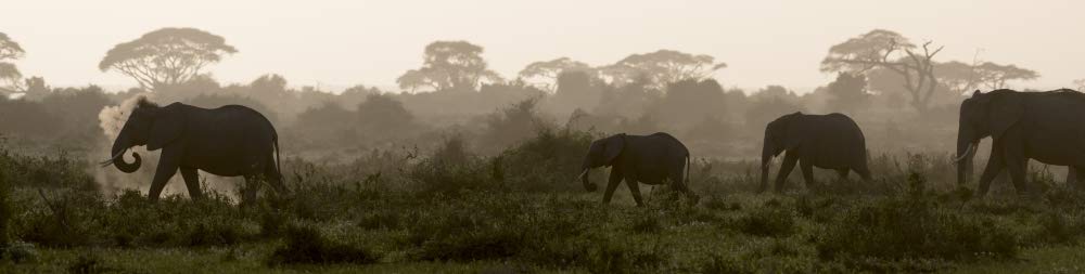 Posterazzi PDDAF21BJY0024 Africa, Kenya, Amboseli National Park. Elephants Backlit at Sunset Photo Print, 18 x 24, Multi
