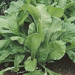 Seed Kingdom 50,000 Mustard Spinach (Komatsuna) Tendergreen Great Heirloom Vegetable Seeds By Seeds