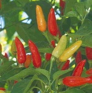Seed Kingdom 1,200 Pepper Hot Tabasco Great Heirloom Vegetable by Bulk Seeds