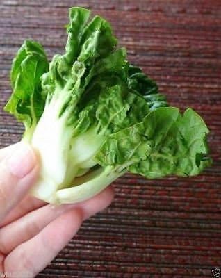 (1000 Extra Dwarf Bok Choy Or Pak Choi Seeds) - Heirloom Vegetable, Organic
