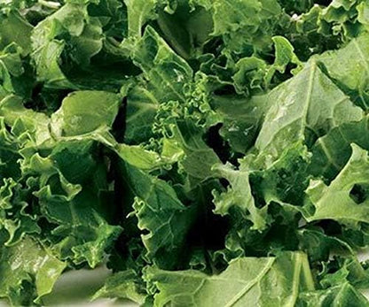 Dwarf Essex Rape Seed Tasting(1000 A Cross Between a Turnip and a Kale - Great - Seeds)