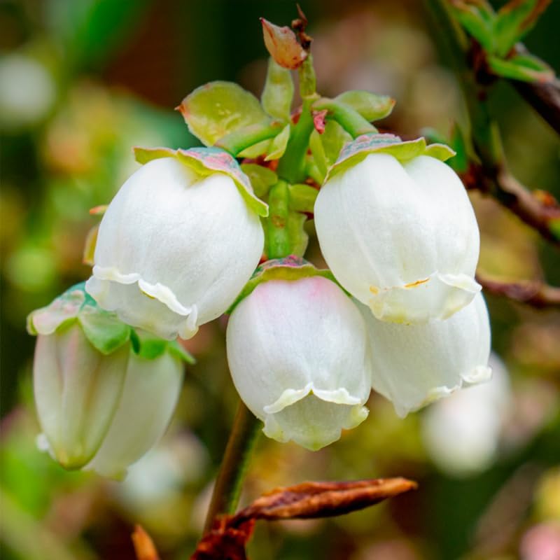 (4 Pack) Blueberry Plant Biloxi Live for Sale | Easy to Grow Plants | Edible Fruit Plant for Sustainable Living | Grow