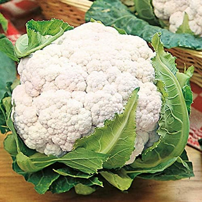 Y,25 Count Cauliflower Seeds- Snowball COOL BEANS N SPROUTS Brand. Home Gardening.