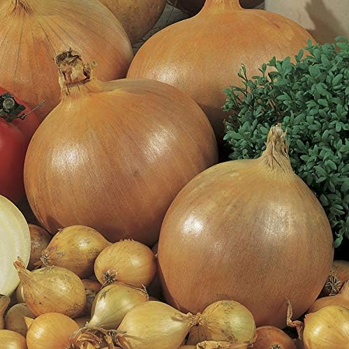 135-Day Bulbs, Pack 200 Park Seed Candy Hybrid Onion Seeds Day-Neutral Yellow Variety, Early and Flavorful Maturity