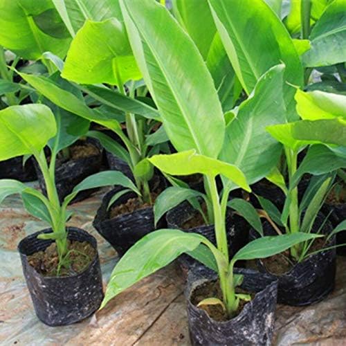 SeedsUA Seeds Indoor Ornamental Banana Tree Fruits for Planting Beatuful Flowers Non GMO