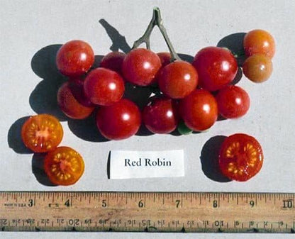 Harley Seeds 30 Dwarf Red Robin Tomato Seeds, Heirloom Non-GMO, Sweet, Low Acid, Determinate, Open-Pollinated