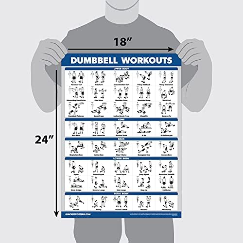 Palace Learning Dumbbell & Barbell Workout Charts - Set of 4 Laminated Muscle Guides (18" x 24")