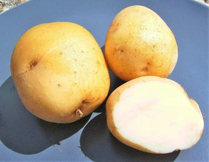 Bulbs 2026-1 TomorrowSeeds - Kennebec Seed Potatoes - USDA Certified for Growers Size B Non GMO Chipping White Potato