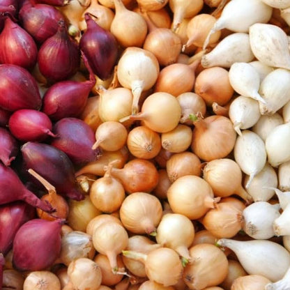 3 Sets (Bulbs) 1/2 (~50 Sets) 2026 TomorrowSeeds - Colors Mix Onion - Pound - Fresh Crop, Stored Cold, for Planting