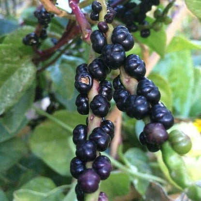 900+ Count 2026 Alba TomorrowSeeds - Red Stem Malabar Spinach Seeds - - for Planting Basella Rubra Ceylon Green