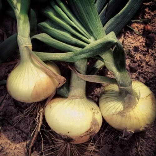 KVITER 110/170 rsc2a1r (200+ Vidalia Sweet Onion Seeds Organic Non-GMO Days Spring/Fall Garden Seeds)
