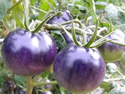 NIKA SEEDS 20 Seeds Tomato Indigo Rose Seeds
