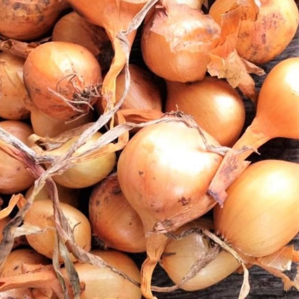 Sets (Bulbs) 1 Set 2026 TomorrowSeeds - Super Sweet Candy Onion Seeds - Pound - Variable Sizes - for Planting Gardening