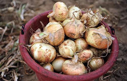 KVITER 110/170 rsc2a1r (200+ Vidalia Sweet Onion Seeds Organic Non-GMO Days Spring/Fall Garden Seeds)