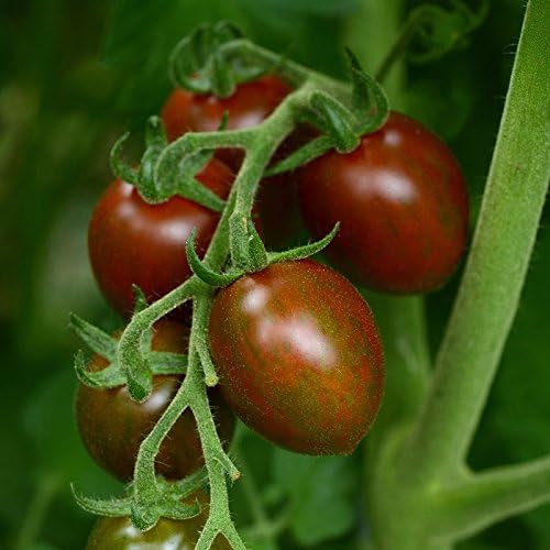 (2) 4"-8" 4 Inch Clovers Garden Chocolate Sprinkle Tomato Plants- Two Live Plants Non-GMO - Not Seeds Each Tall in Pots