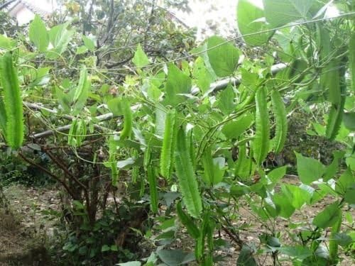 The Lucky Stars 1 packet (50 seeds) - Winged Bean - Dau Rong - Four Angled bean - Manila bean