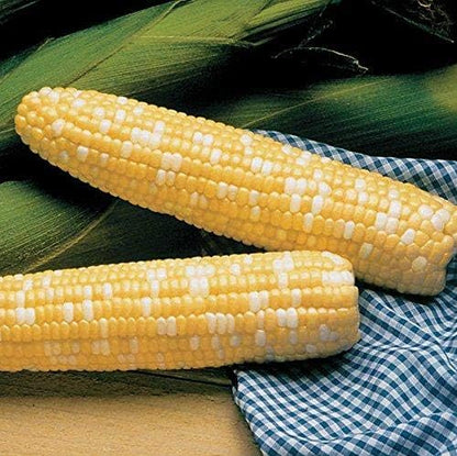 Pack 200 Park Seed Variety of Corn Seeds, Non-GMO Vegetable Seeds for Planting, Easy to Grow, Perfect for Harvesting