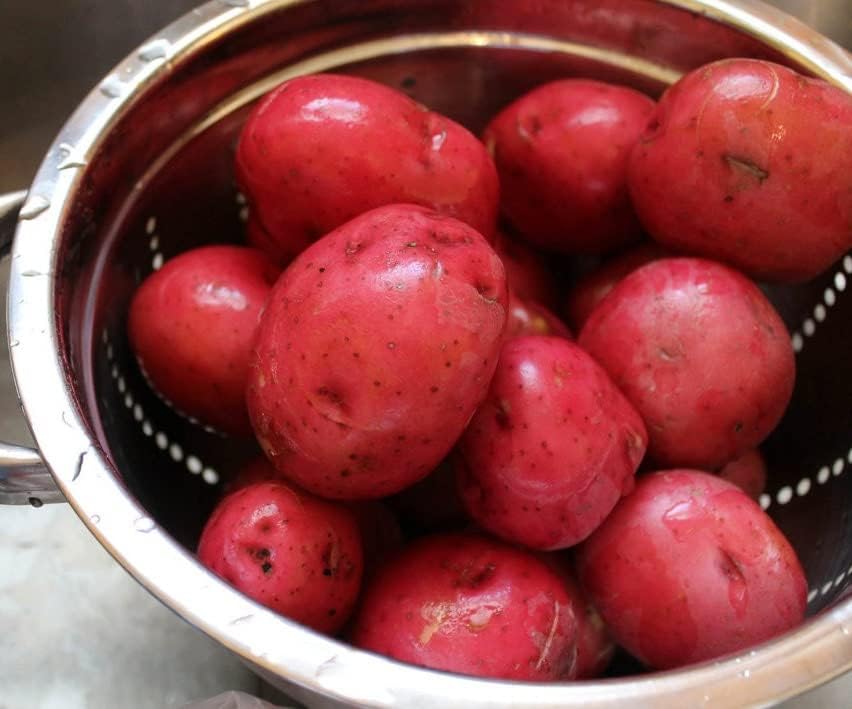 Bulbs 2026-2 TomorrowSeeds - Pontiac Red Seed Potatoes - USDA Certified for Growers Size B NonGMO Potato Tubers Growing