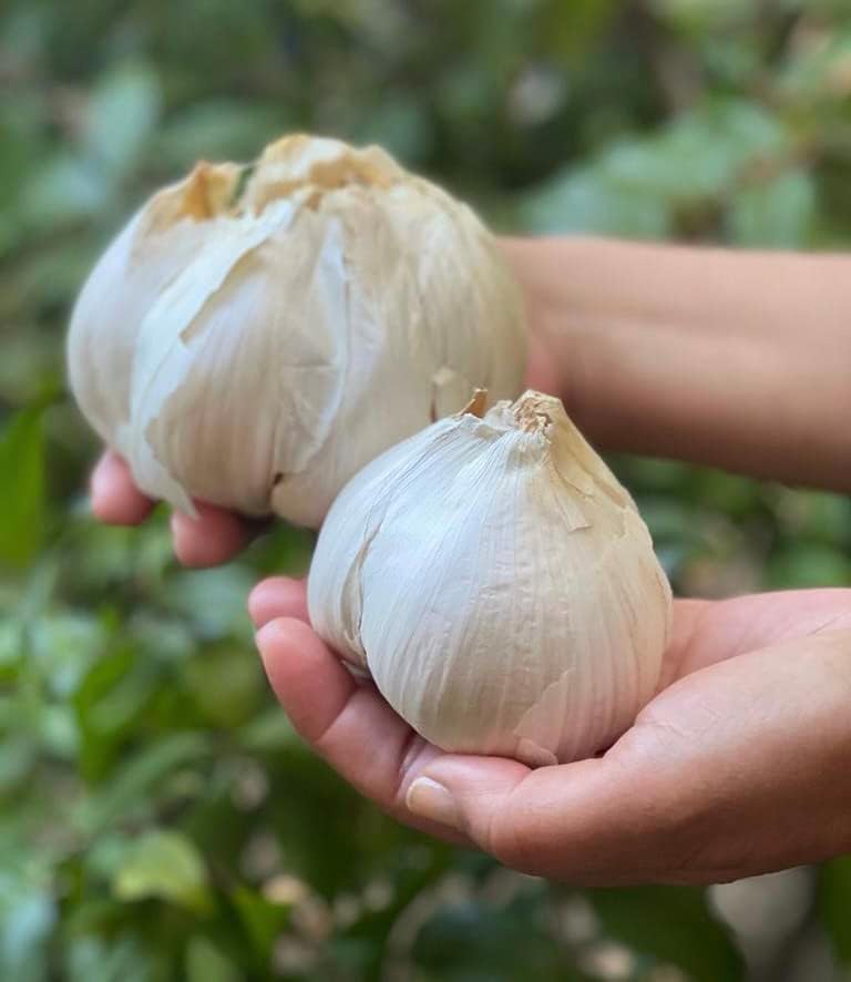 Generic 2 Bulbs Elephant Garlic Huge