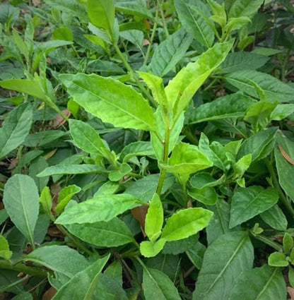(4 Pack) Longevity Spinach Plant | Real Live Vegetable Plant for Sale | Nutrient-Rich Superfood | Easy to Grow Live