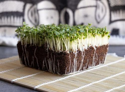 HipGirl Fall/Spring-4000+ Stem,10g) Sow in Bok Choy Seeds for Sprouting,Chinese Cabbage Seed