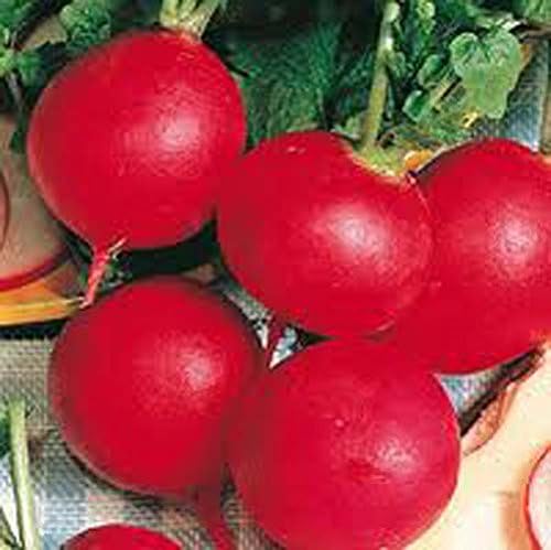 Seed Kingdom 1/4 Lb Radish German Giant Great Heirloom Vegetable by BULK Seeds