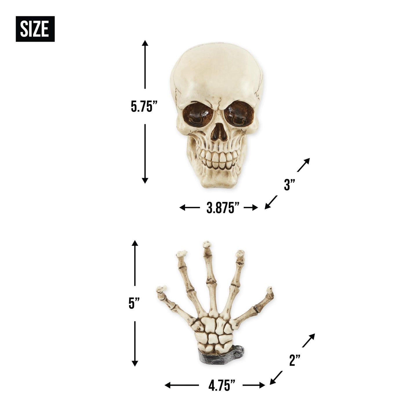 Dragon Crest Skeleton Wall Decor Set 3.87x3x5.75