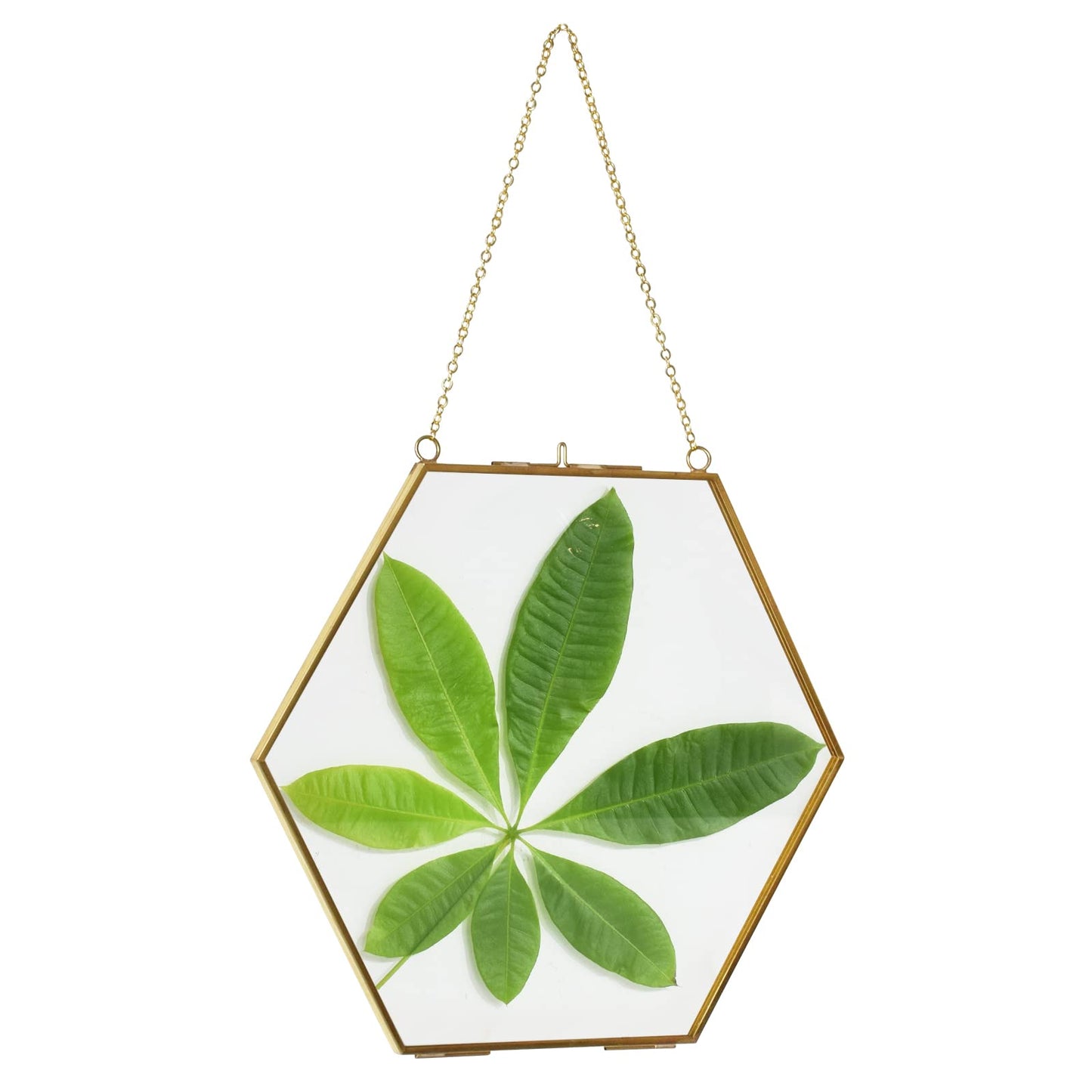 TLBTEK Brass Hanging Photo Frame,9.5 Inch Hexagon Glass Frame for Pressed Flowers,Clear DIY Vintage Artwork Display Frame Wall Mounted Photos Frame