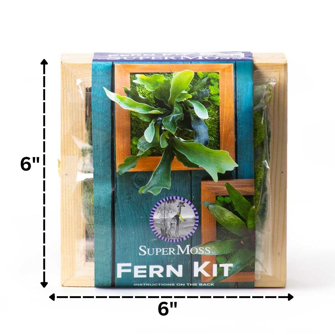 SuperMoss (90471) Mounted Fern Kit DIY - Create Your Own Living Wall Art, Customizable Wooden Frame with Moss, Ideal for Indoor & Outdoor Plant Decor, Kitchen, Balcony, & Home Office, 6” x 6”, Natural