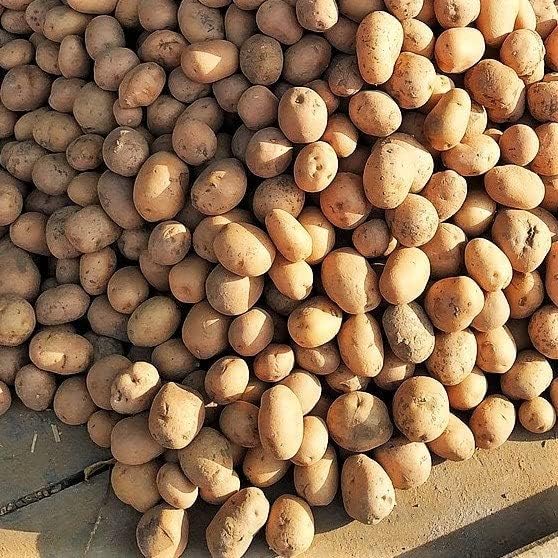 Russet Bulbs 2026-5 TomorrowSeeds - Seed Potatoes - USDA Certified for Growers Size B Non GMO Brown Burbank Idaho