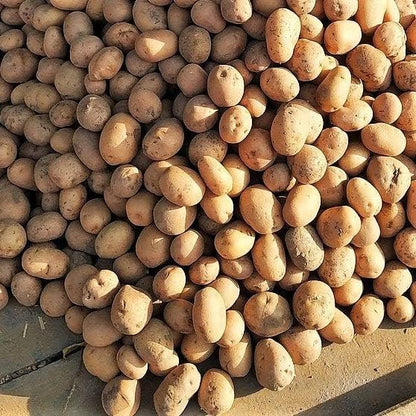 Russet Bulbs 2026-5 TomorrowSeeds - Seed Potatoes - USDA Certified for Growers Size B Non GMO Brown Burbank Idaho