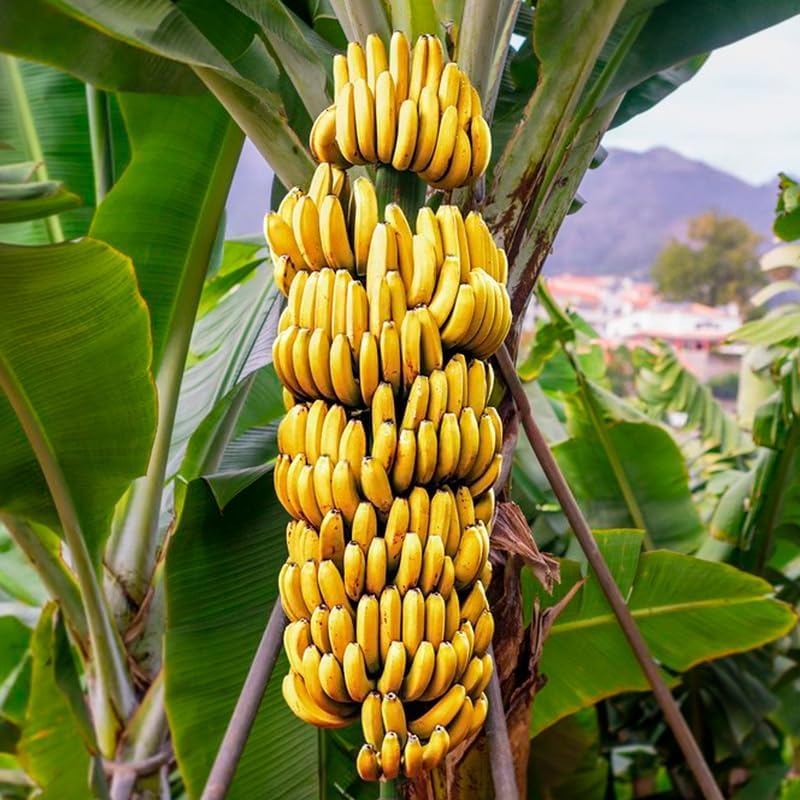 (4 Pack) Banana Trees Grand Nain | Easy to Grow Banana Plants | Edible Fruit Live Plant for Sustainable Living | Grow