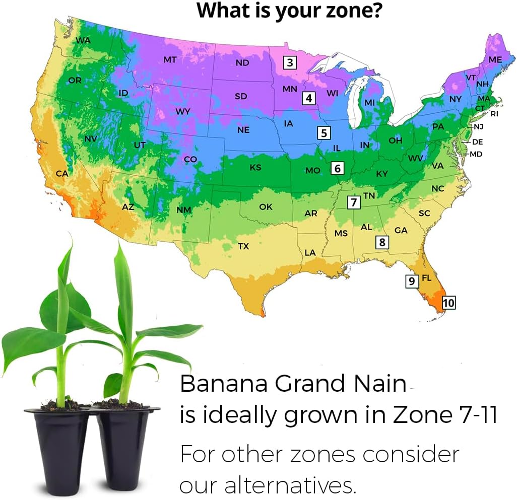 (4 Pack) Banana Trees Grand Nain | Easy to Grow Banana Plants | Edible Fruit Live Plant for Sustainable Living | Grow