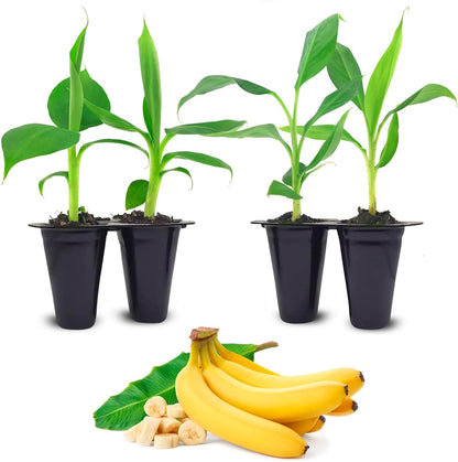 (4 Pack) Banana Trees Grand Nain | Easy to Grow Banana Plants | Edible Fruit Live Plant for Sustainable Living | Grow