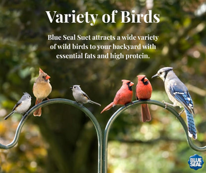 Blue Seal Nut Feast Suet Cakes for Wild Birds - No Mess Suet Feed with Nuts | 11oz Seed Cake Variety Pack for Woodpeckers, Cardinals & Sparrows