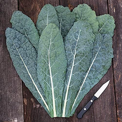 550, Organic Kale Seeds, APPR. Lacinato Kale, Heirloom Vegetable Seeds, Certified Organic, Non GMO, Non Hybrid, USA