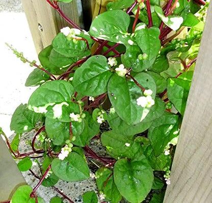 Harley Seeds 30 Malabar Red Stem Spinach Seeds Herb Heirloom Non-GMO Phooi Leaf, Red Vine, Alugbati, Vietnamese, from