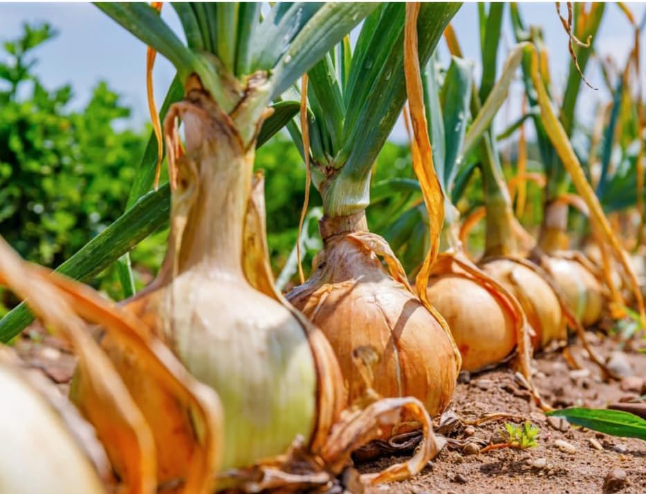 Sets (Bulbs) 25+ Count 2026 TomorrowSeeds - Super Sweet Candy Onion Seeds - - for Planting Gardening Noon Intermediate