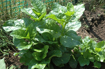 Unknown (50 Pack) Malabar Spinach Green Stem Variety - Seed Leafy Green Spinach - Non-GMO - Open Pollinated Seeds