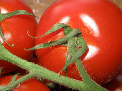 Campari Tomato Seeds - Sweet Vine Variety