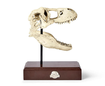Jurassic World Tyrannosaurus Rex Skull Resin Replica - 9x8-Inch TRex Dinosaur Head Statue - Realistic Model Skeleton Decoration - Home & Office Decor, Shelf Display - Decorative Dino Fossil Sculpture