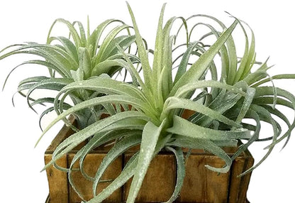 Artificial Air Plants, Faux Succulents Unpotted, Small Tillandsia Look Real in Flocked Green, Premium Crafting DIY