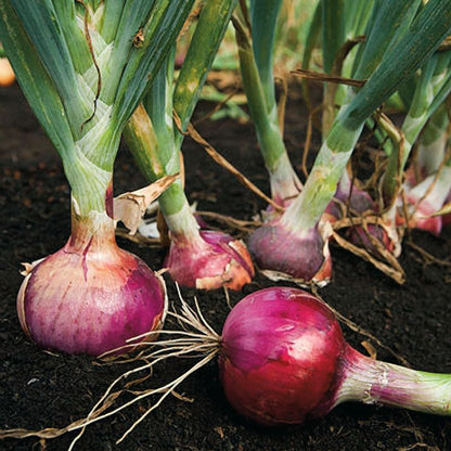 3 Sets (Bulbs) 1/2 (~50 Sets) 2026 TomorrowSeeds - Colors Mix Onion - Pound - Fresh Crop, Stored Cold, for Planting